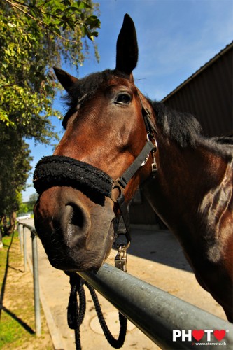 Horse portrait of "Circe du Roset" @ Corminboeuf