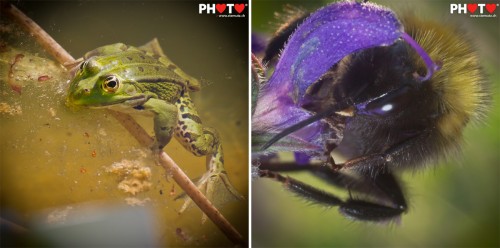 Photofri macro session @ Jardin botanique ... Photo Club Fribourg, 06.06.2011