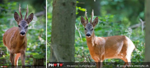 Magic meeting with Bambi @ Moncor forest, Fribourg, Switzerland, 24.07.2011
