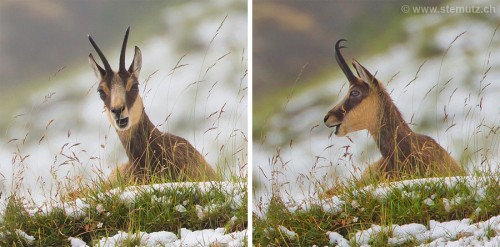 Hi Mr. Chamois ... Sortie Axalp Training avec Fred et Pascal, 27.08.2011 ...