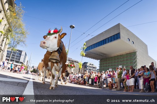 Vache en déséquilibre devant l'équilibre... la Désalpe des Quinquas