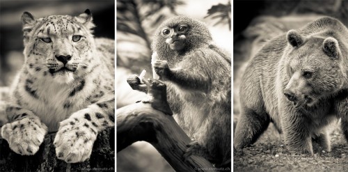 Animal portraits @ Zoo de Servion, Switzerland, 01.09.2011 by st