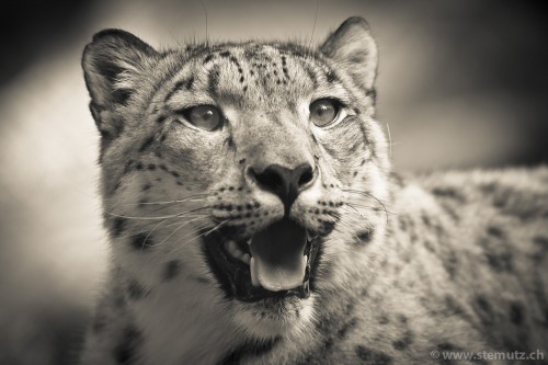 Portrait: Panthère des neiges  (snow leopard) @ Zoo de Servion by stemutz