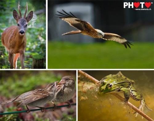Photofri Wild Animal Photo Contest: 2è place / 2. Platz / 2nd place !! ... 