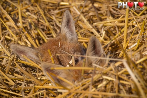 Two young foxes sleeping in the grainfield @ Givisiez, 17.07.2012