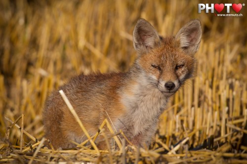 Cute young fox at less than 10 metres in the grainfield ...