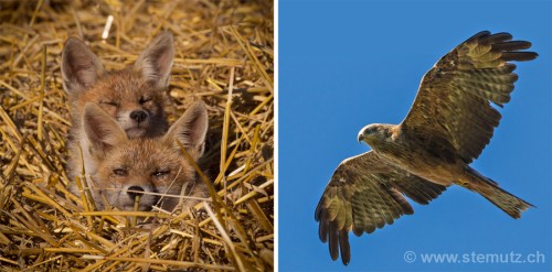 Black kite (milan noir) watching young foxes in the grainfield near Givisiez ... 