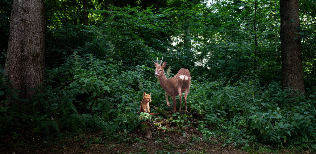 renard. brocard. rencard ... Festiwald 2019, Marly, 27.07.2019