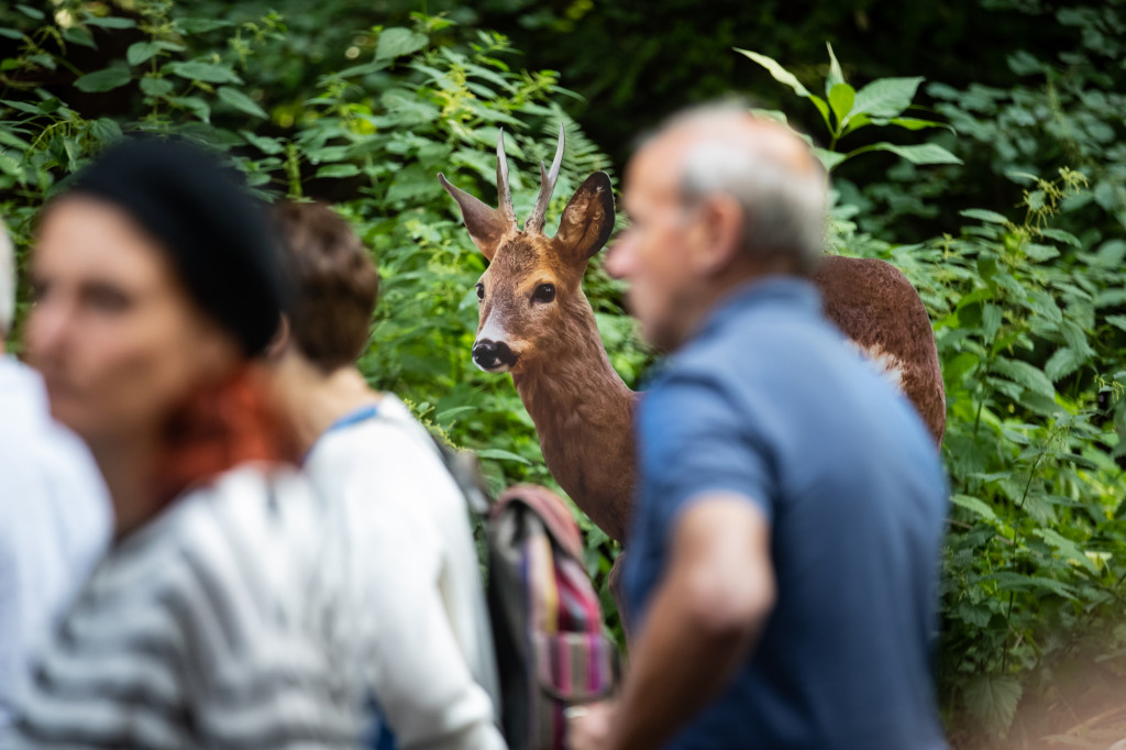 Installation photo à Festiwald 2019 par stemutz