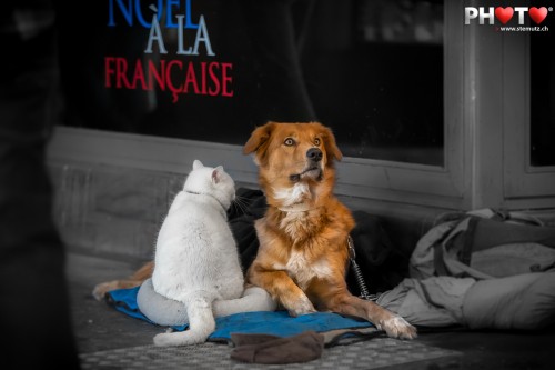 Noël à la Française (X-Mas french style) ... cat & dog in the street of Bern