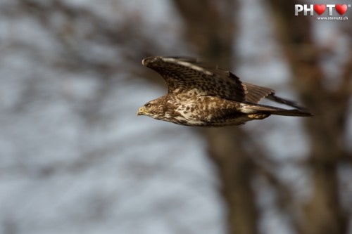 Buzzard flying out of the forest ... shot with 700 mm tele-objective!