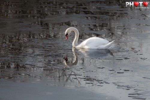 Swan in the cold water ... shot with 700 mm tele-objective!