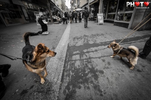 Doggy greetings ... Street Photography @ Lausanne City