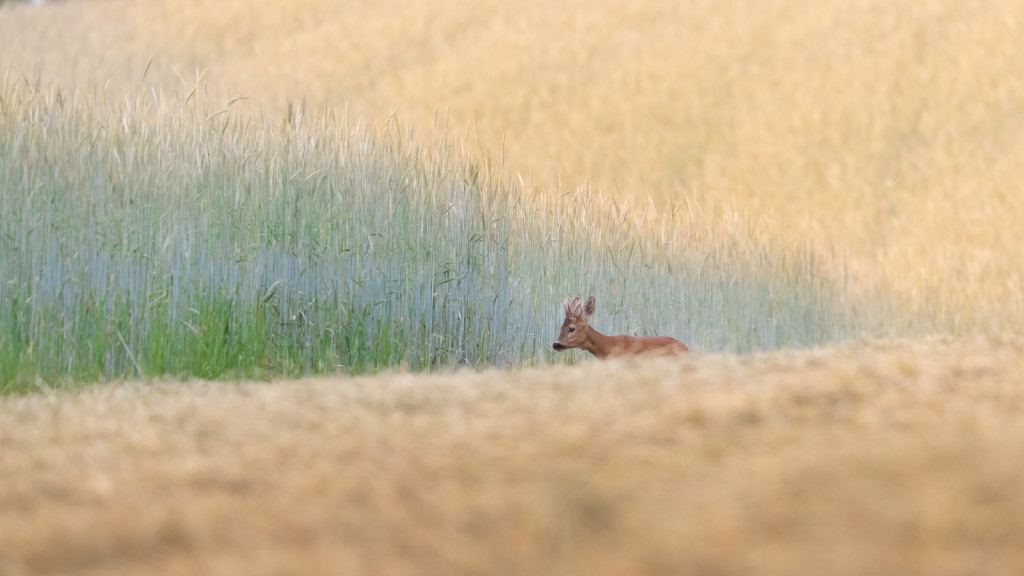 Brocard dans le champs / Wild Deer in the field by STEMUTZ © Stéphane Schmutz / STEMUTZ.COM