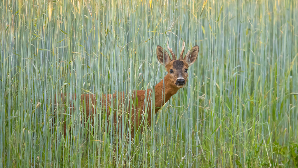 Brocard dans le champs / Wild Deer in the field by STEMUTZ © Stéphane Schmutz / STEMUTZ.COM