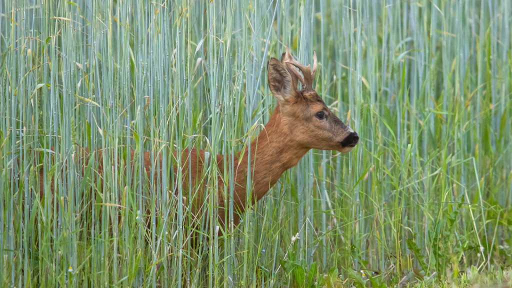 Brocard dans le champs / Wild Deer in the field by STEMUTZ © Stéphane Schmutz / STEMUTZ.COM