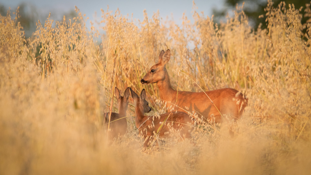 Deer Series ... chevrette avec petits dans le champs © STEMUTZ.COM
