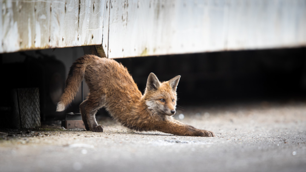 Fox Yoga ... Urban Foxes, Spring 2019 © STEMUTZ.COM