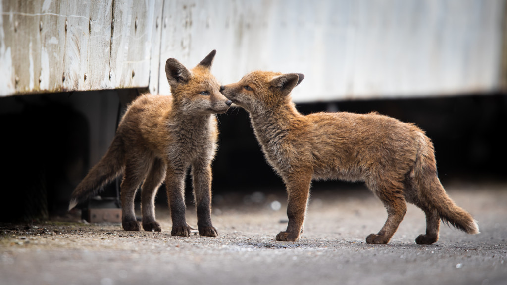 Fox Kiss ... Urban Foxes, Spring 2019 © STEMUTZ.COM