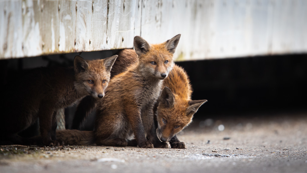 Fox Gang ... Urban Foxes, Spring 2019 © STEMUTZ.COM