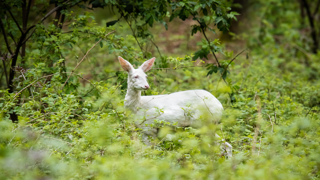 Deer Series ... lil' albino deer © STEMUTZ.COM