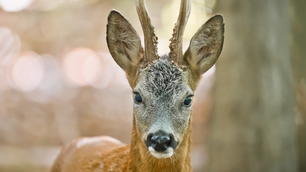 Rehbock auf 10m - Brocard à 10m ... Deer Series by STEMUTZ