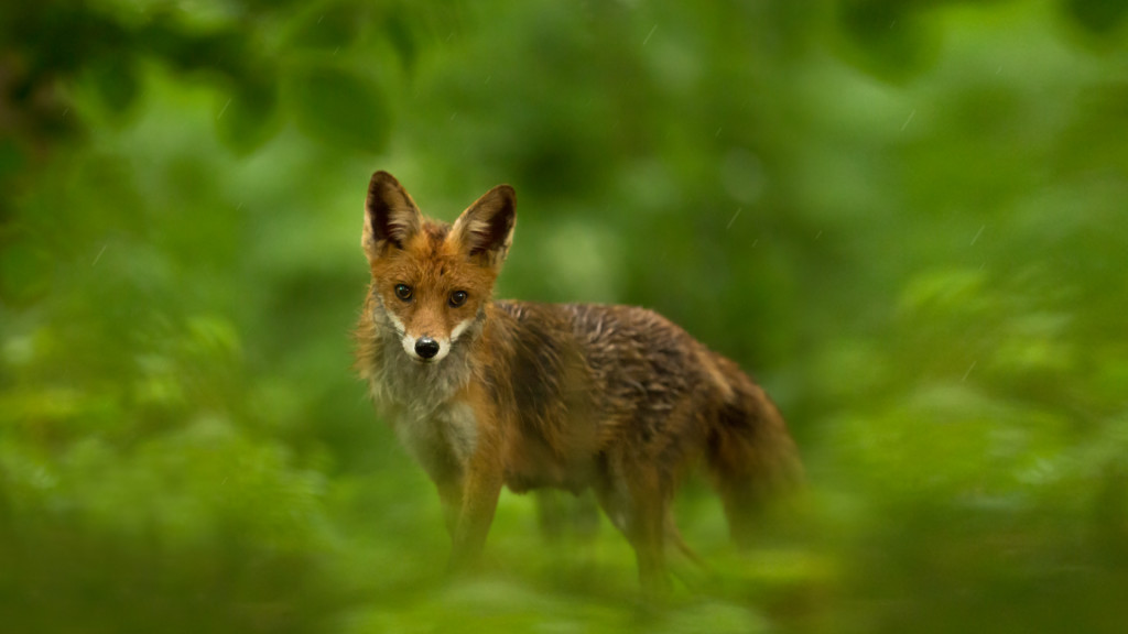 Renarde en promenade en forêt ... Belfox Series by STEMUTZ