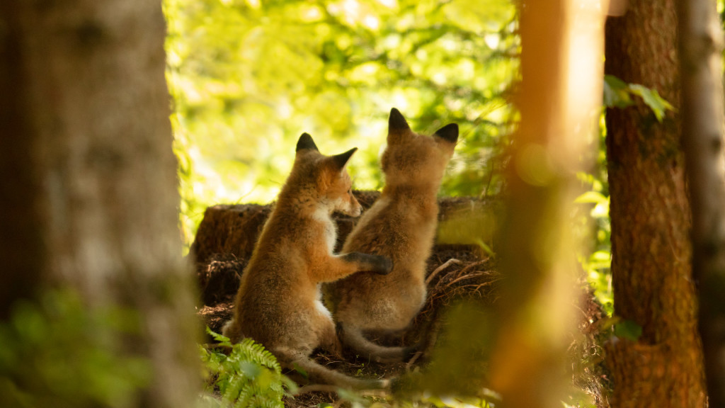 Fox Portraits by STEMUTZ June 2018 renarde renardeaux puppies