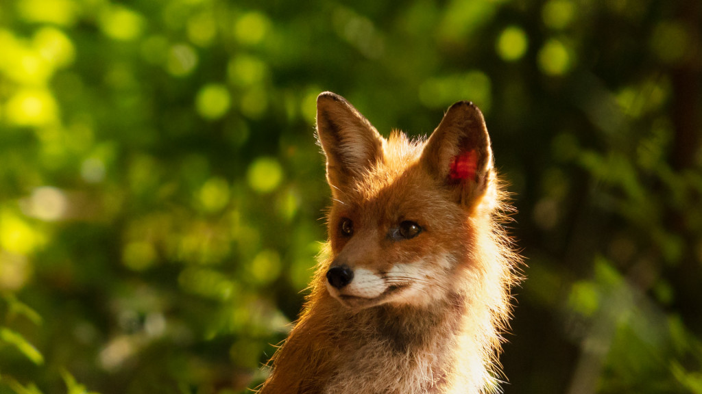 Fox Portraits by STEMUTZ June 2018 renarde renardeaux puppies