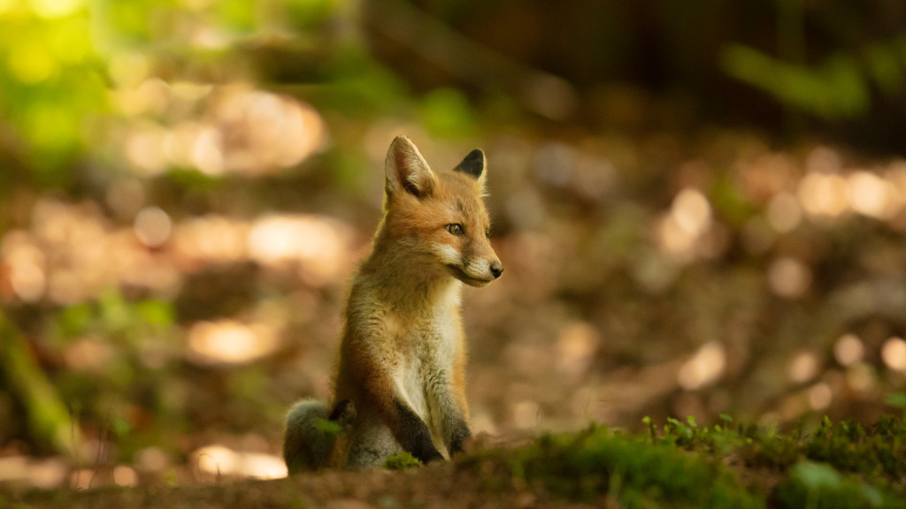 stemutz_web_portfolio_slider_1920x1080_fox_puppy_renardeau