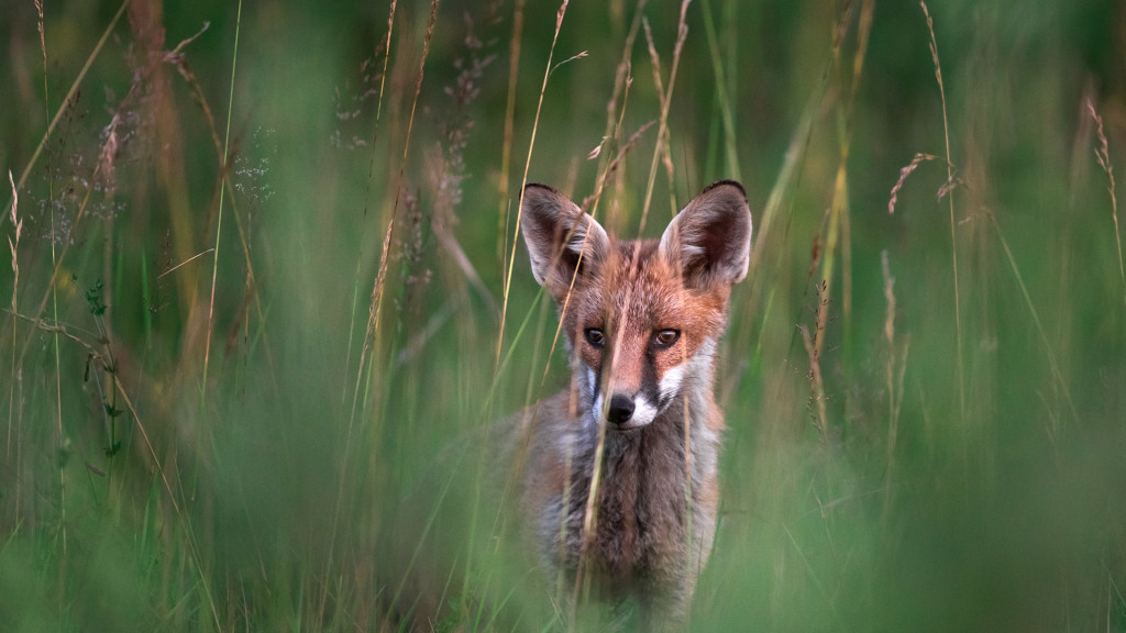 Fox watching you, Summer 2019 © STEMUTZ.COM