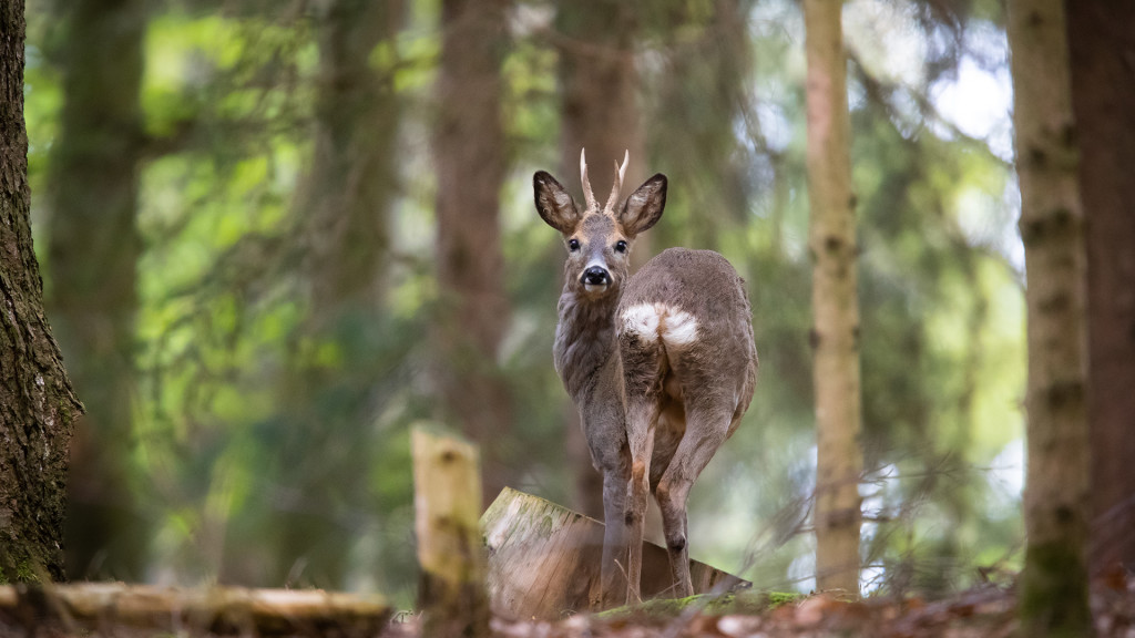 Deer Series ... you looking at me? © STEMUTZ.COM