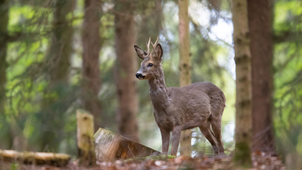 Deer Series ... Rehbock - brocard © STEMUTZ.COM