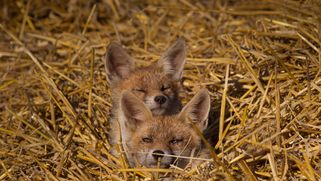 Belfox Series ... renard par STEMUTZ